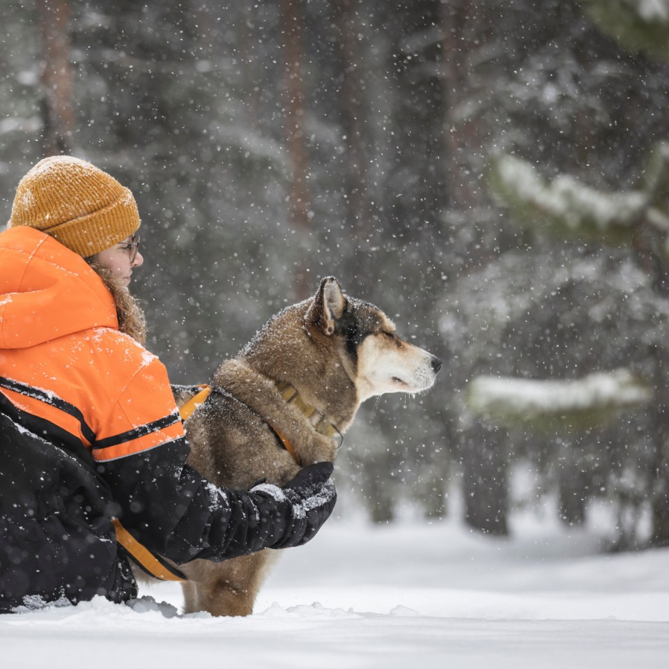 Husky Umarmung